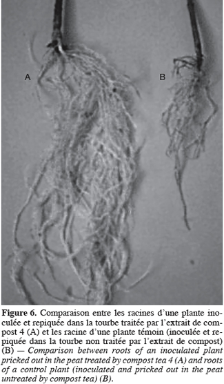 Image11